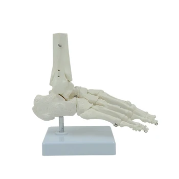 Dropship Paindlik 1:1 Inimeste Jala Pahkluu Anatoomia Mudel Inimese Suu Skelett Mudel Elu Suurus