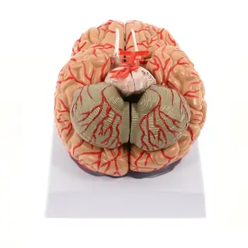 Inimese Aju Mudel, Anatoomiliselt Täpne Aju Mudel 8-Osa Inimese Aju Anatoomia Teaduse Klassiruumis Uuring, Ekraan Õpetamiseks