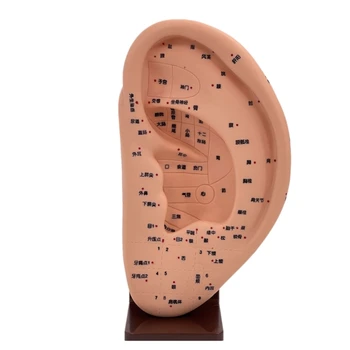 Kõrva Õpetamise Kõrva Acupoint Õppe Mudeli Kõrva Acupoint Ekraan Model Kõrva Massaaž Mudel Massaaž Vahendid Anatoomilise Kõrva Dropship