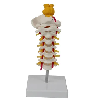 Meditsiini-Skelett Mudel 7 Lülisamba Ajutüve Mudeli Aju Anatoomia Meditsiinilised Vahendid