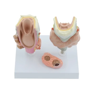 Patoloogiline Anatoomia Kilpnäärme Mudel Laryngeal Mudel